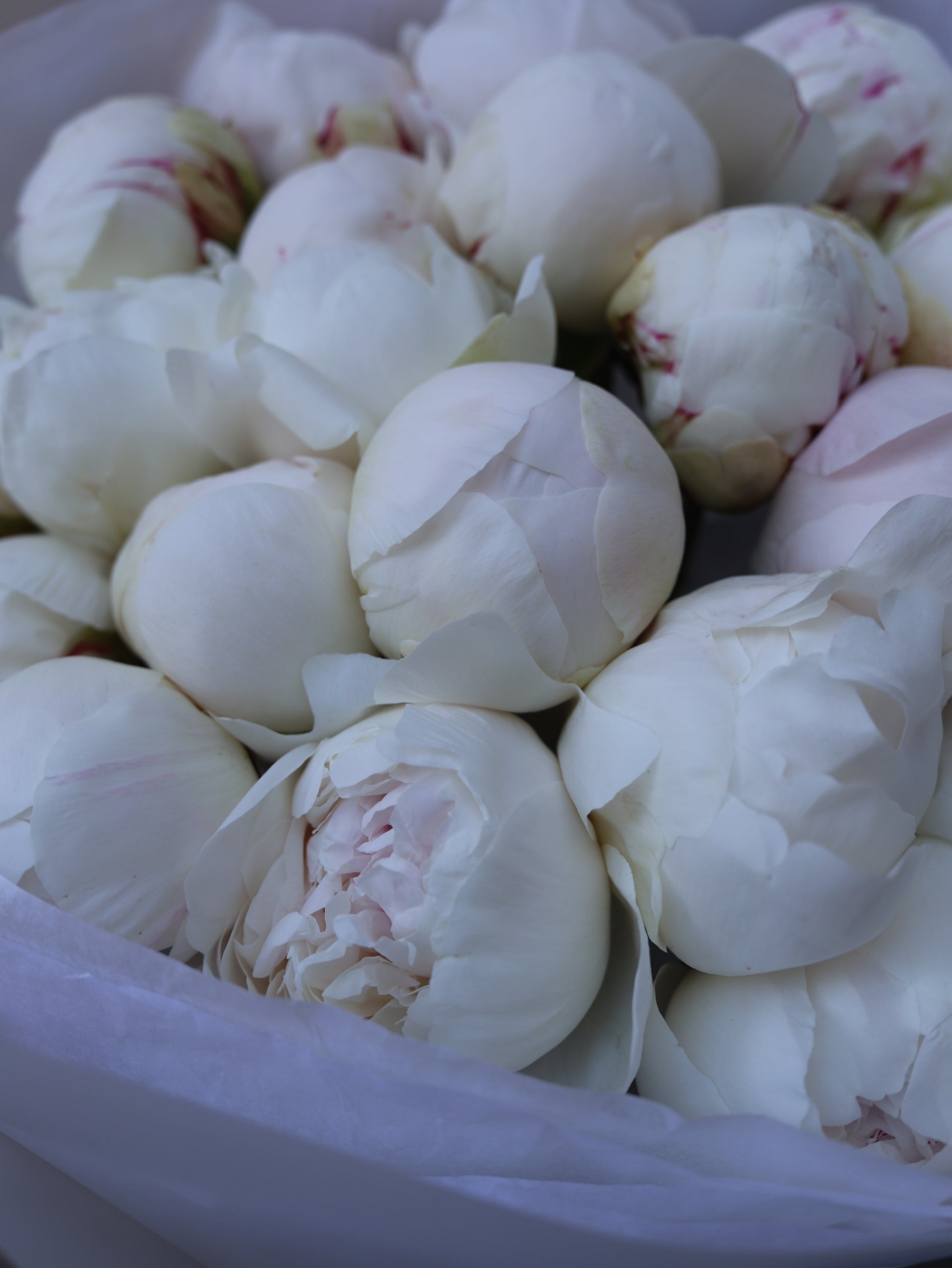 Bukiet Piwonii „Pillow talk”