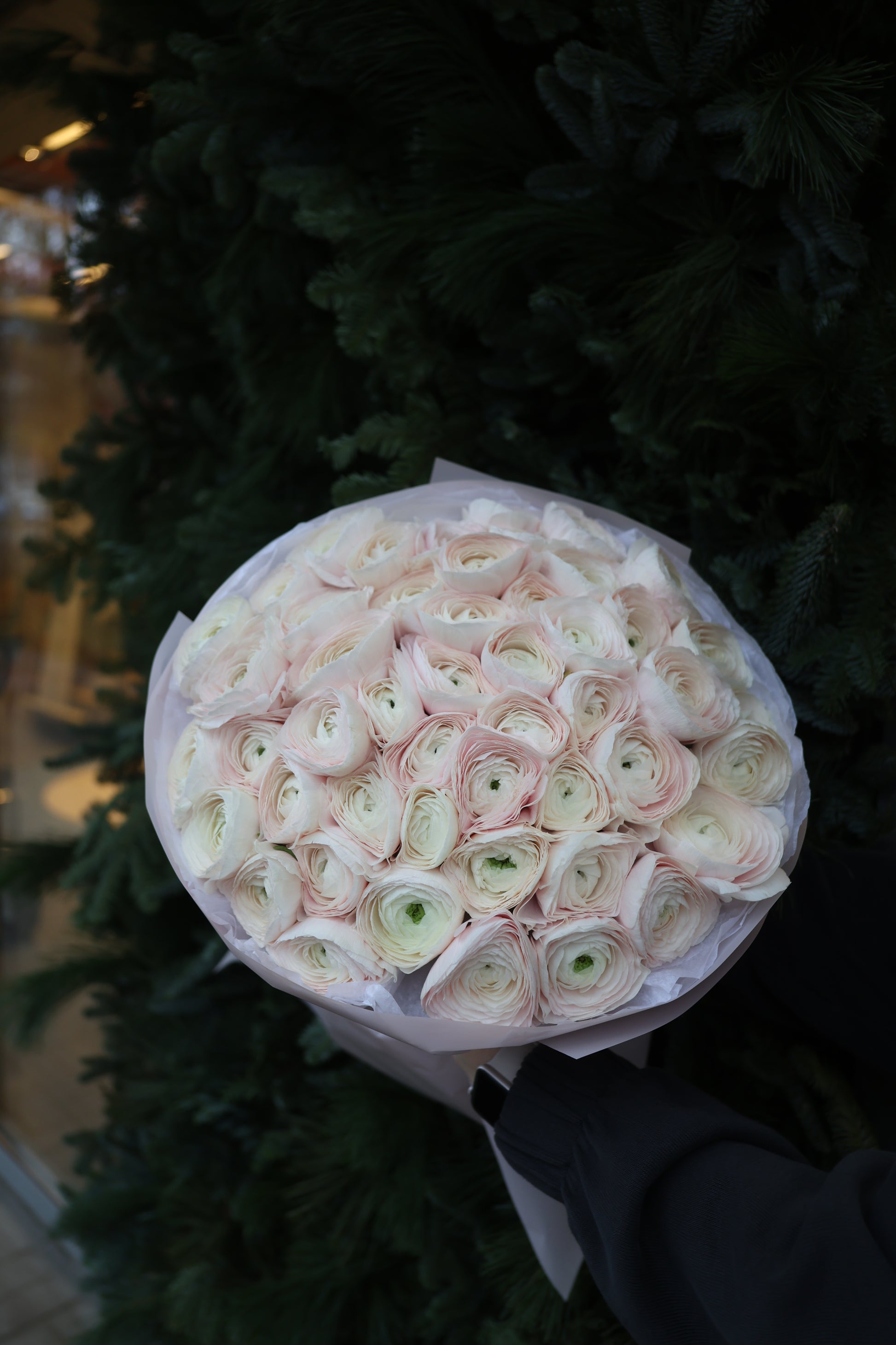 Bukiet jaskrów “Hanoi”