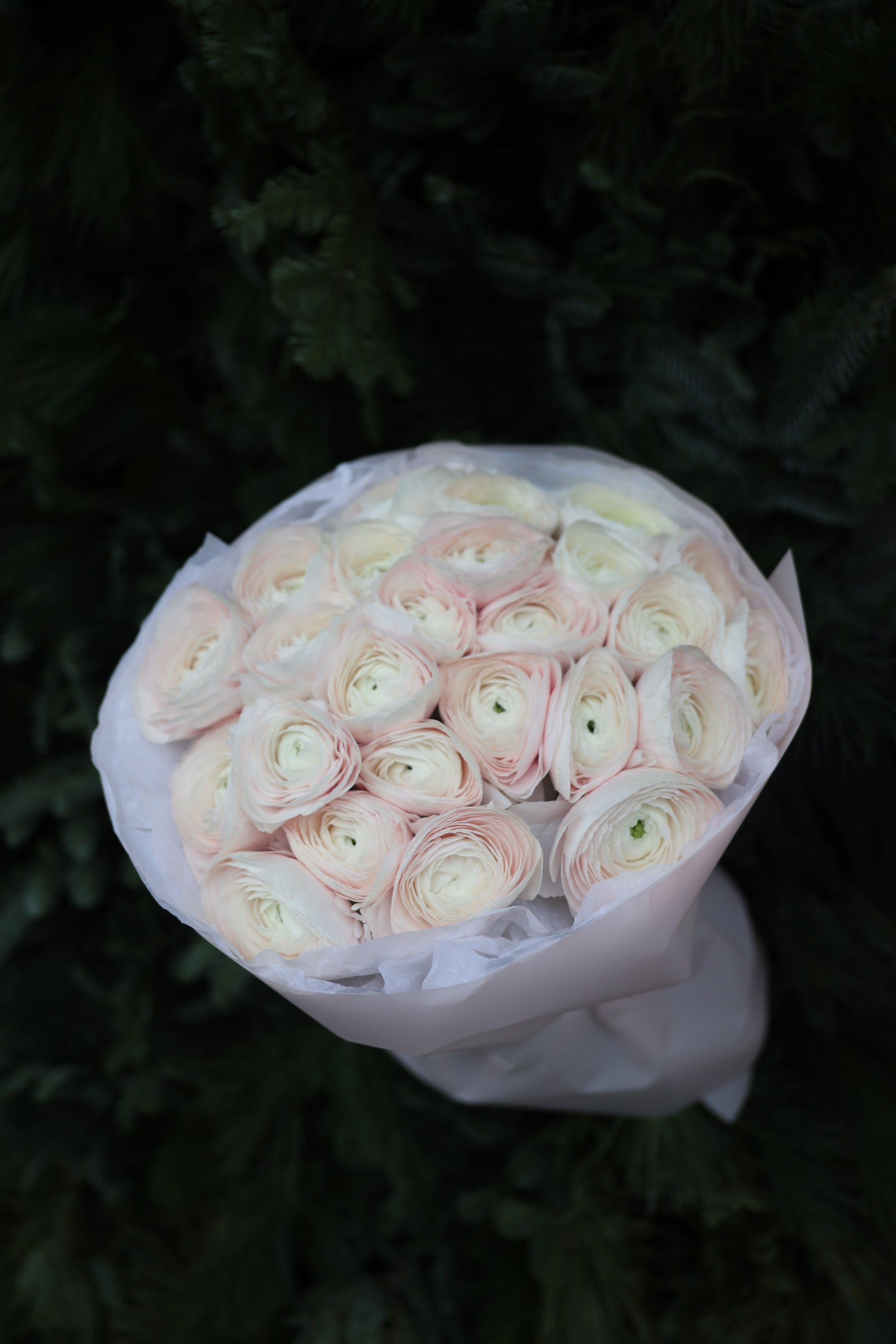 Bukiet jaskrów “Hanoi”