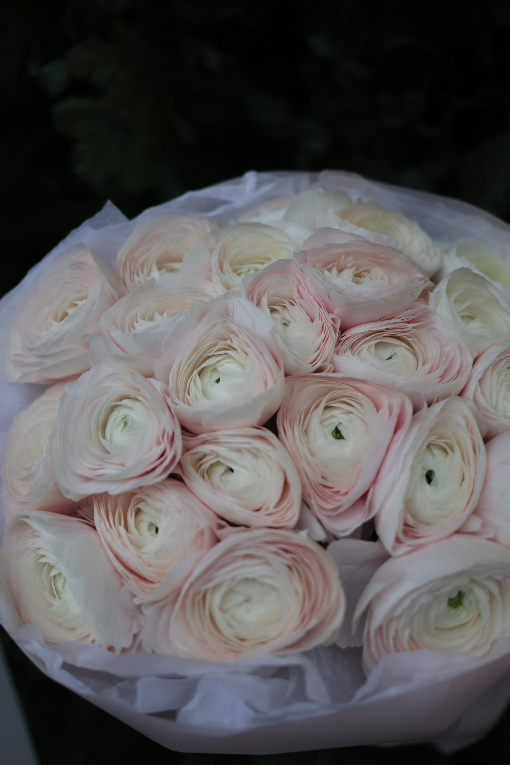 Bukiet jaskrów “Hanoi”